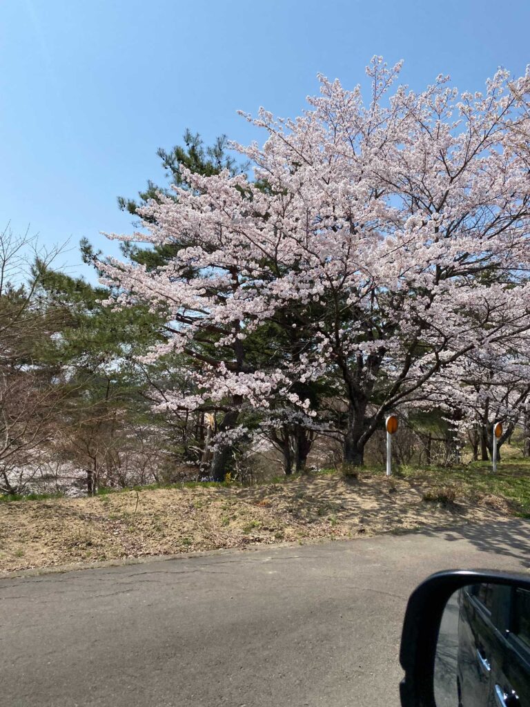 仙台市泉区寺岡の桜